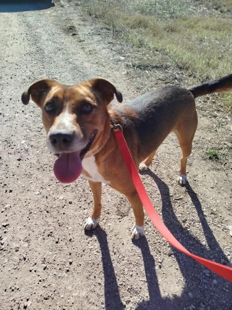 PETIFYC10033 photo 6