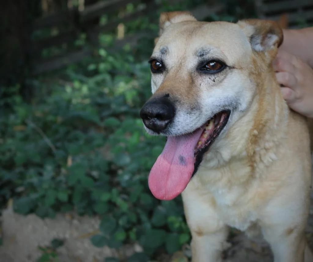 PETIFYC10033 photo 8