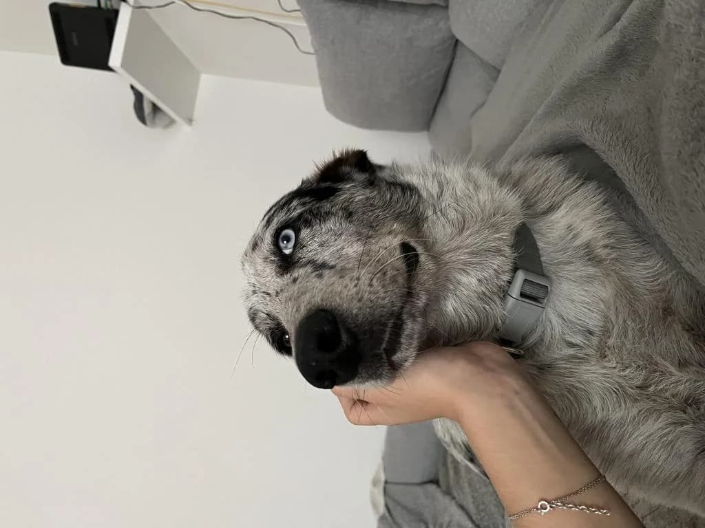 PETIFYC10040 photo 2