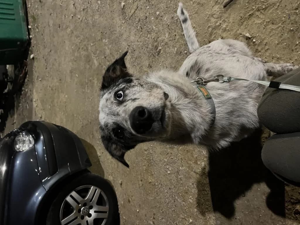 PETIFYC10040 photo 3