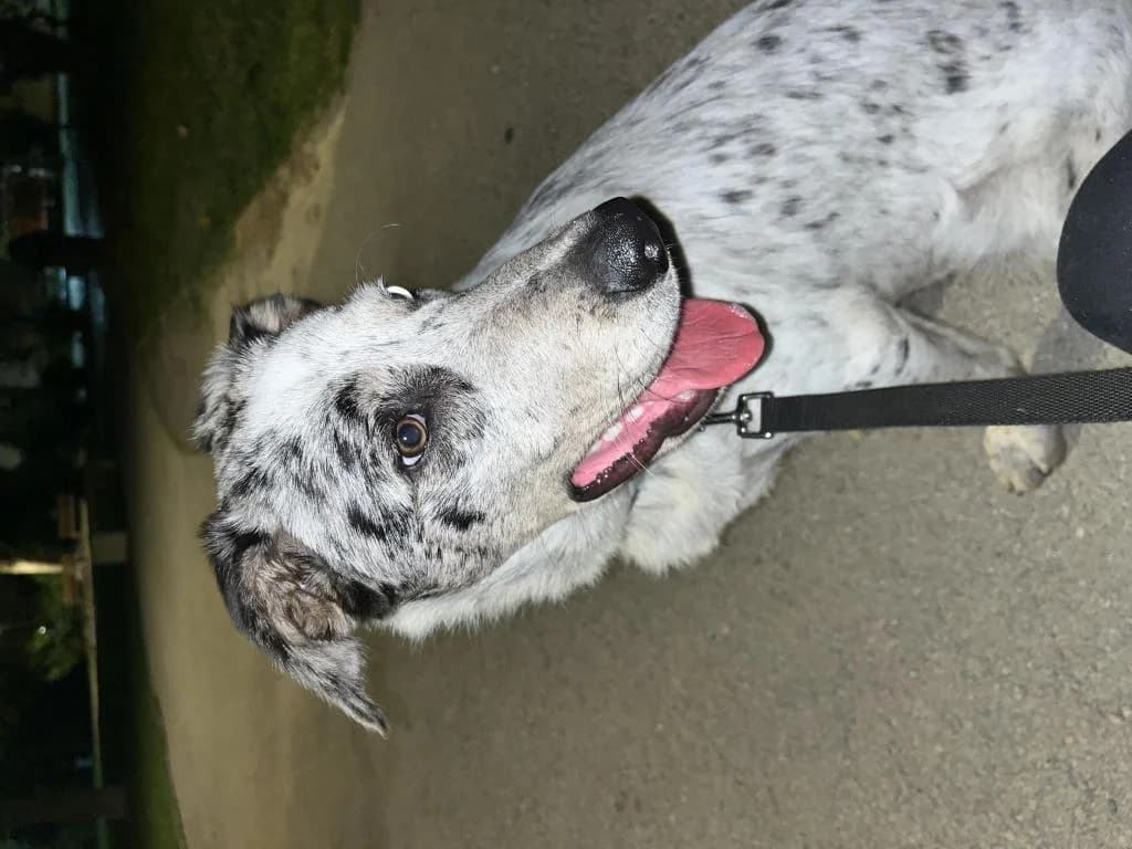 PETIFYC10040 photo 4