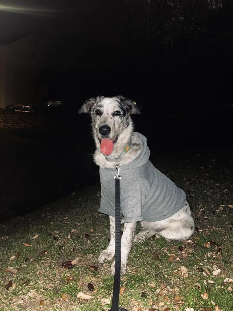 PETIFYC10040 photo 5