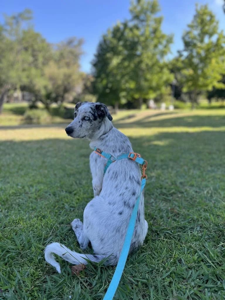 PETIFYC10040 photo 7