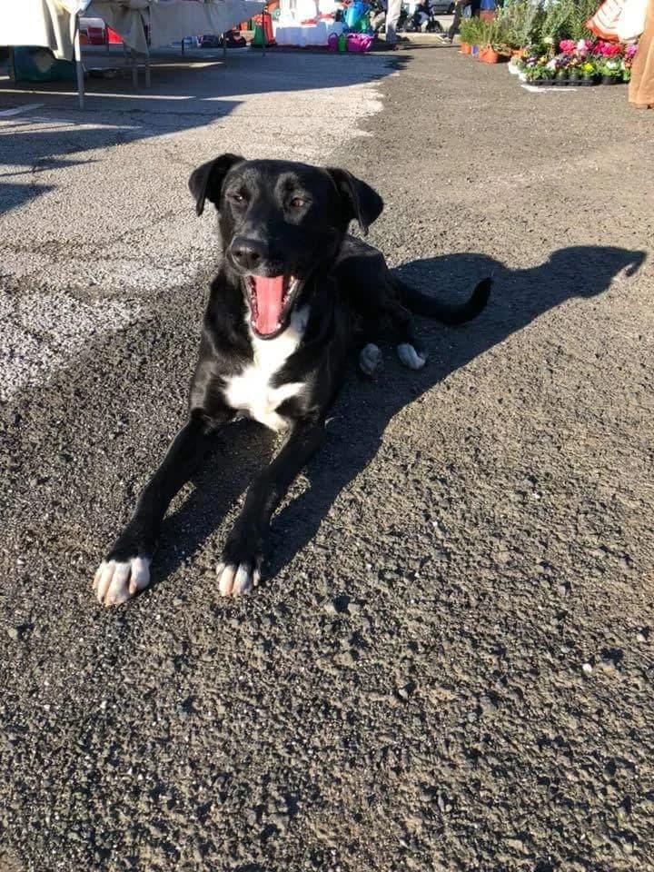 PETIFYC10054 photo 7