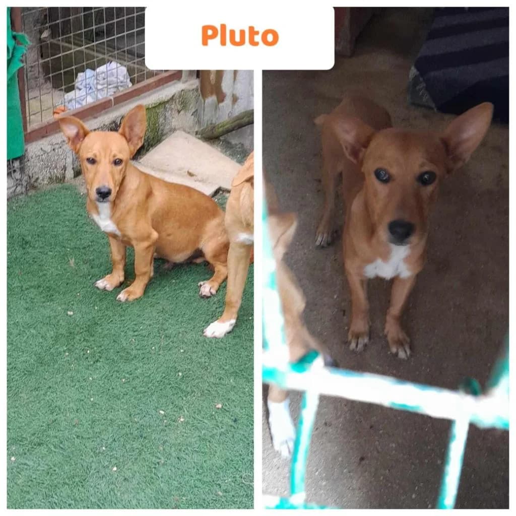 PETIFYC10077 photo 5