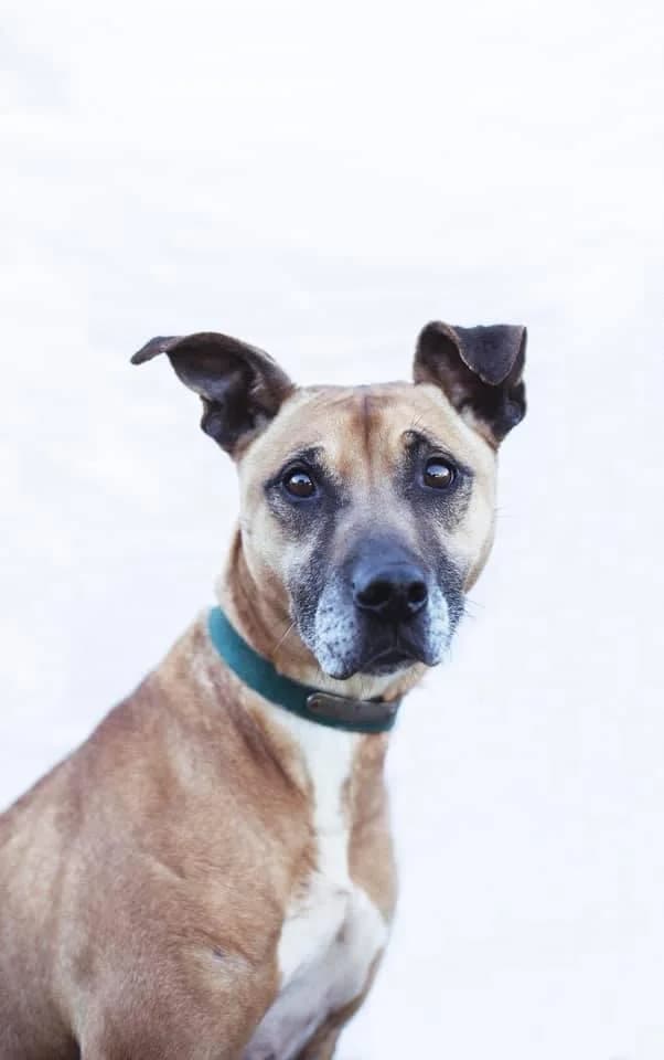 PETIFYC10077 photo 6