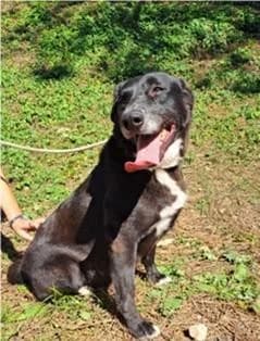 PETIFYC10085 photo 2