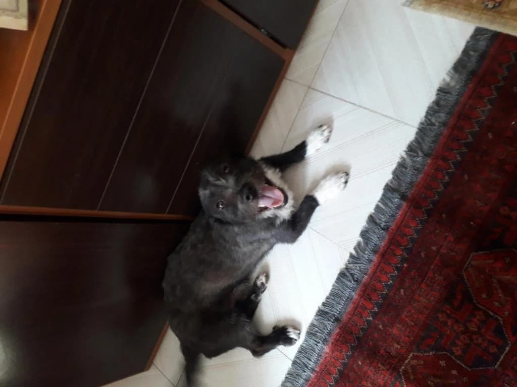 PETIFYC10085 photo 7