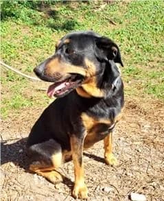 PETIFYC10087 photo 2