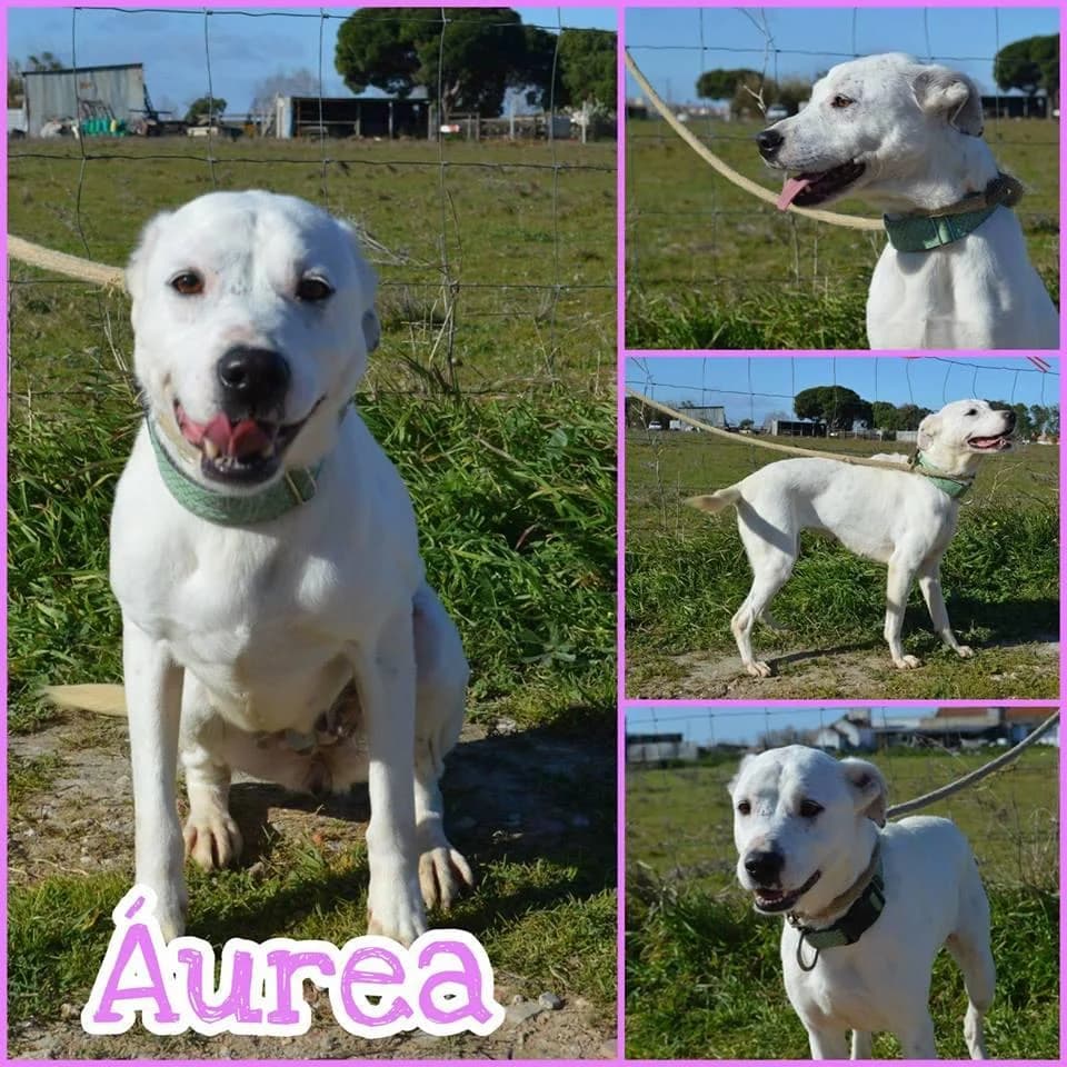 PETIFYC10087 photo 6