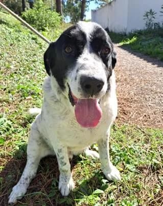 PETIFYC10089 photo 3