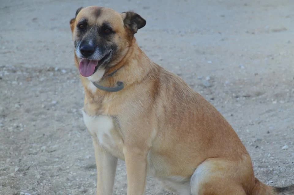 PETIFYC10089 photo 8