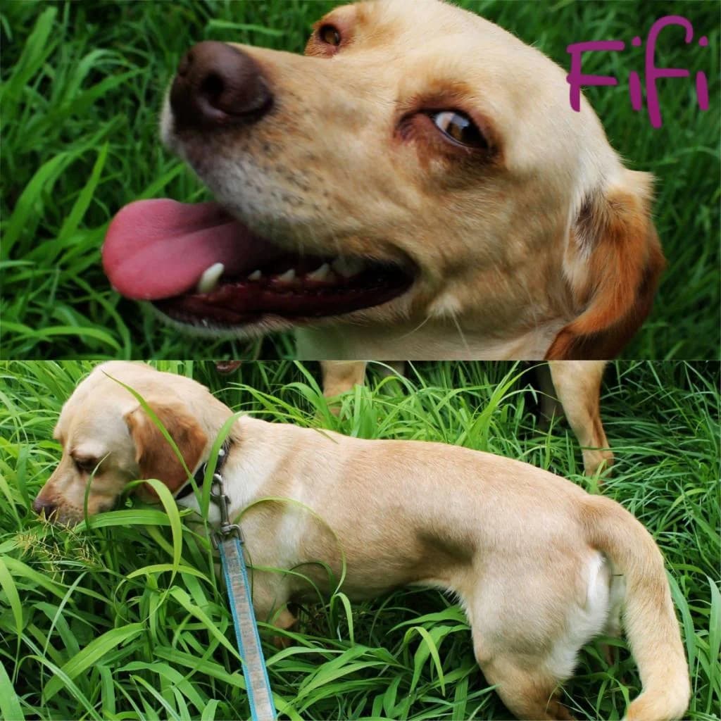 PETIFYC10104 photo 7