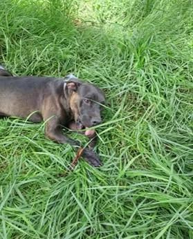 PETIFYC10106 photo 2