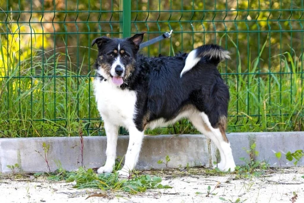 PETIFYC10110 photo 3