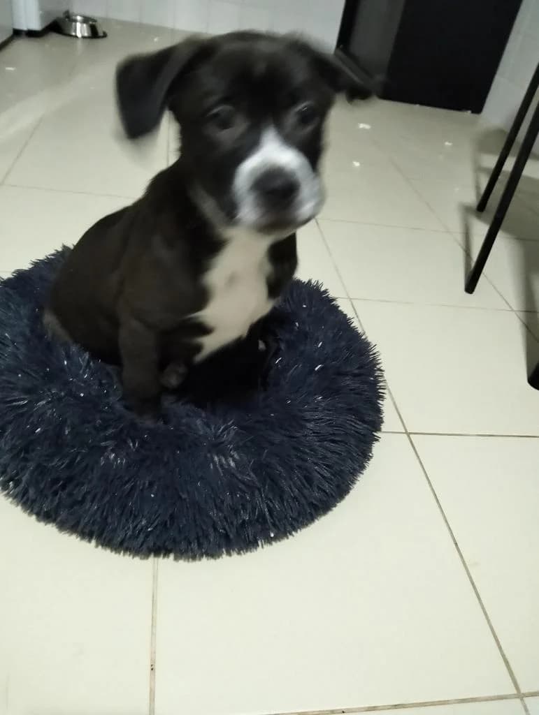 PETIFYC10115 photo 2