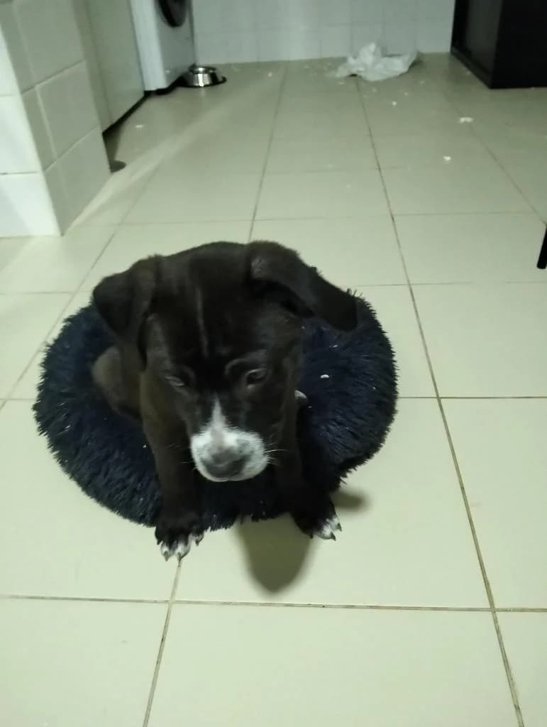 PETIFYC10115 photo 4