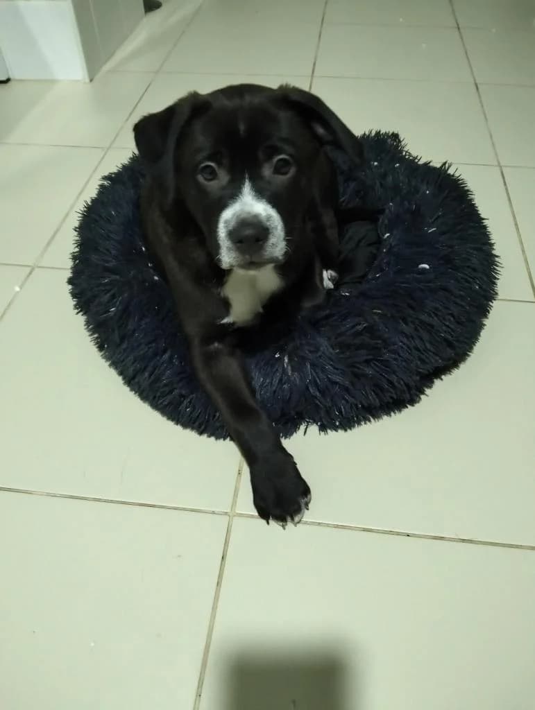 PETIFYC10115 photo 6