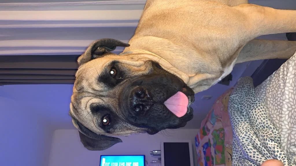 PETIFYC10117 photo 4