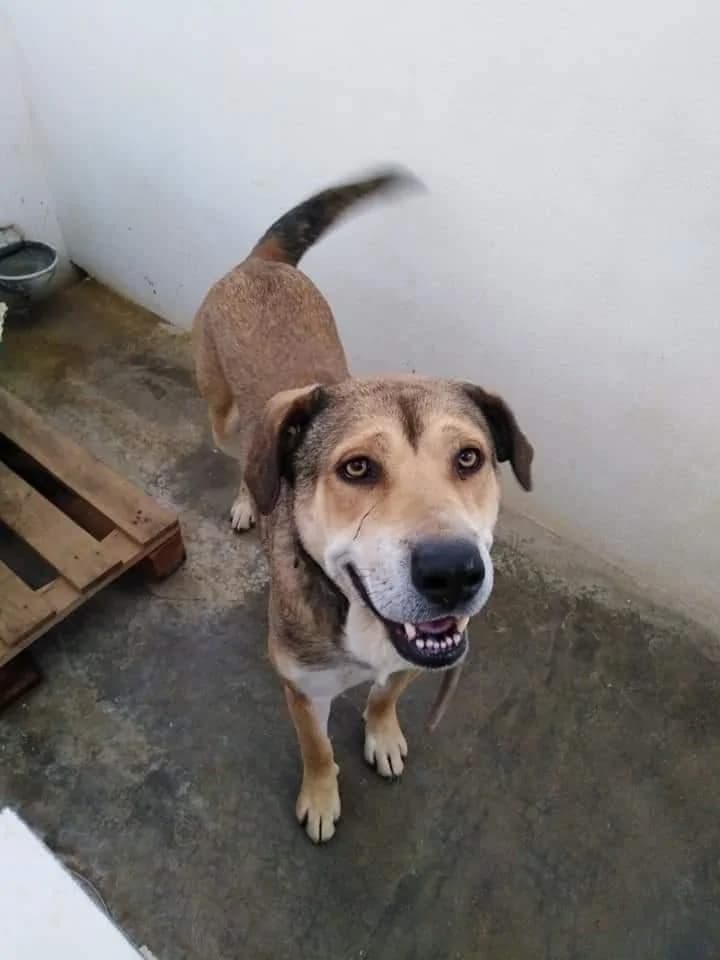 PETIFYC10124 photo 4