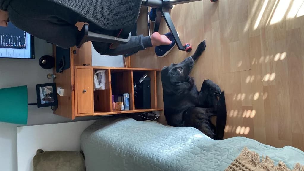 PETIFYC10126 photo 2