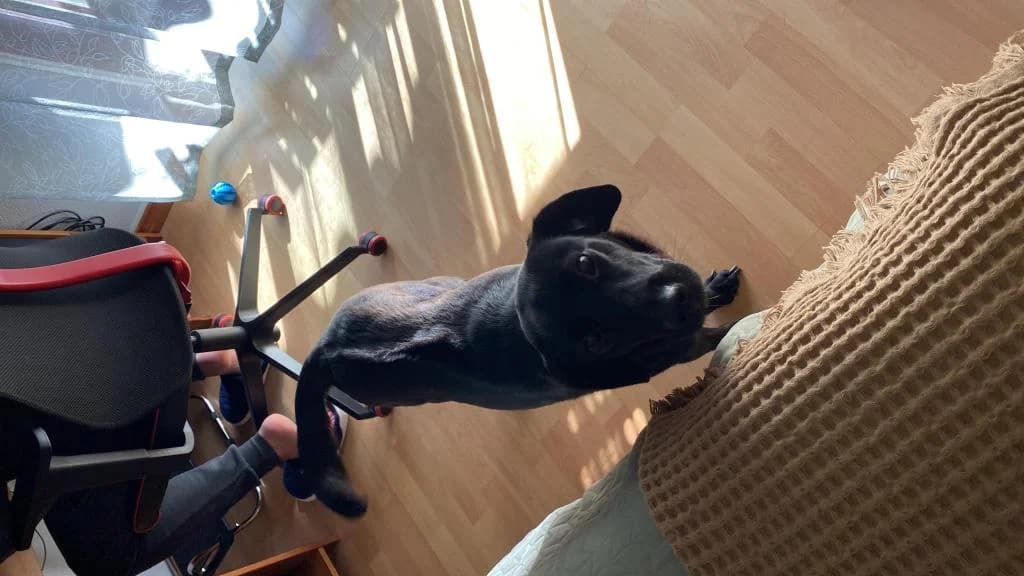 PETIFYC10126 photo 3