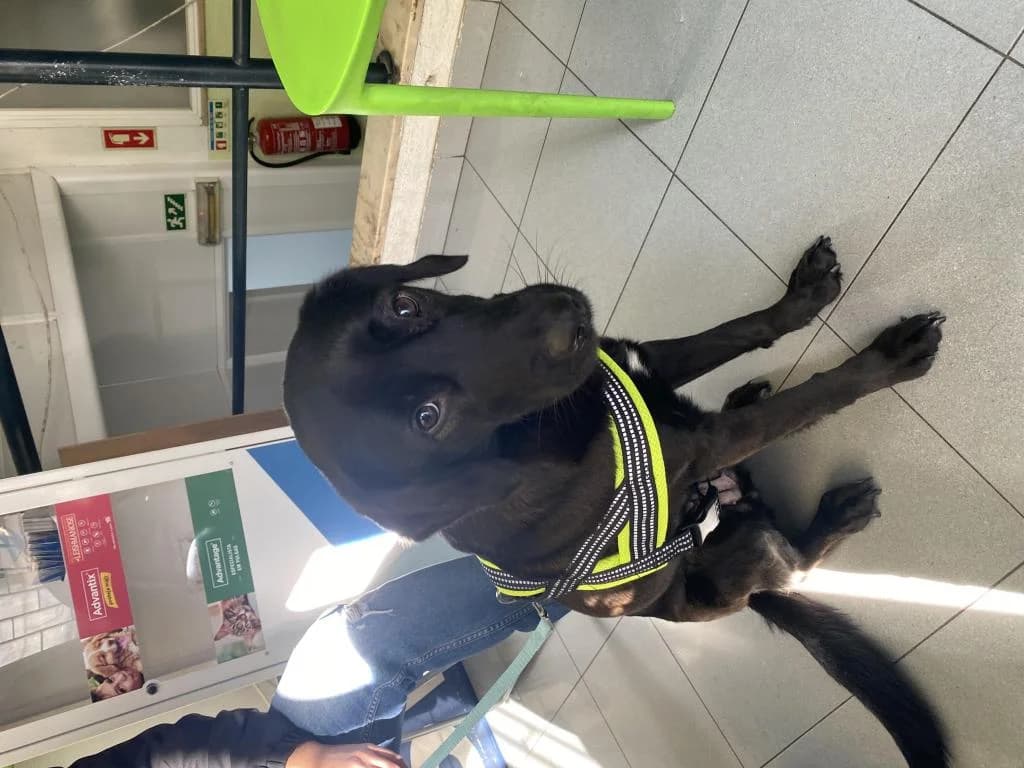 PETIFYC10126 photo 5