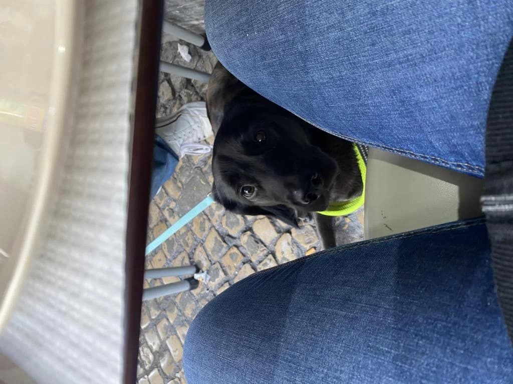 PETIFYC10126 photo 7