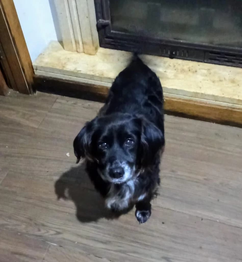 PETIFYC10151 photo 2