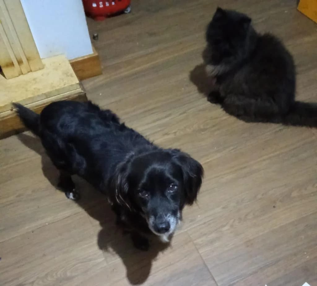 PETIFYC10151 photo 3