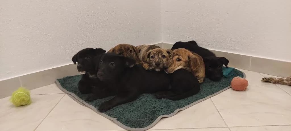 PETIFYC10154 photo 3