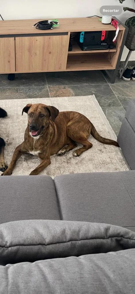 PETIFYC10158 photo 4