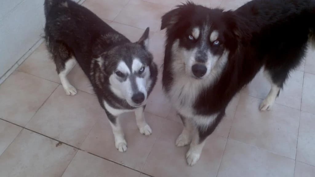 PETIFYC10158 photo 8