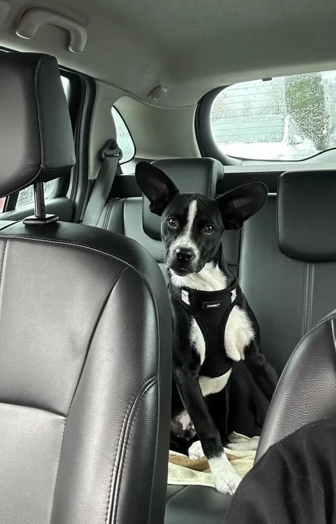 PETIFYC10180 photo 3