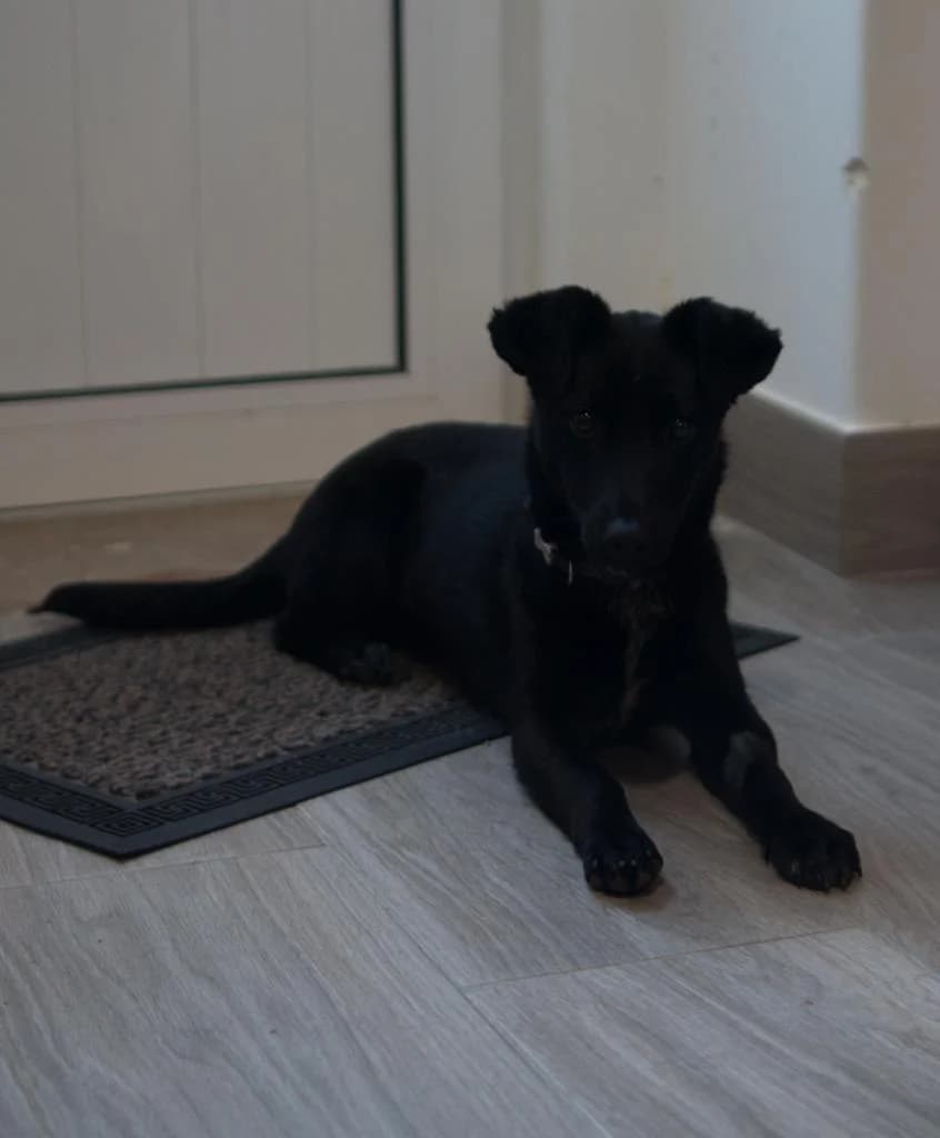 PETIFYC10180 photo 6