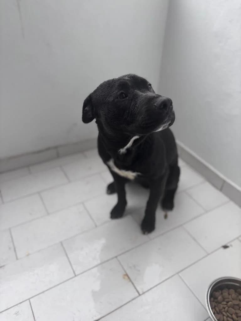 PETIFYC10205 photo 3