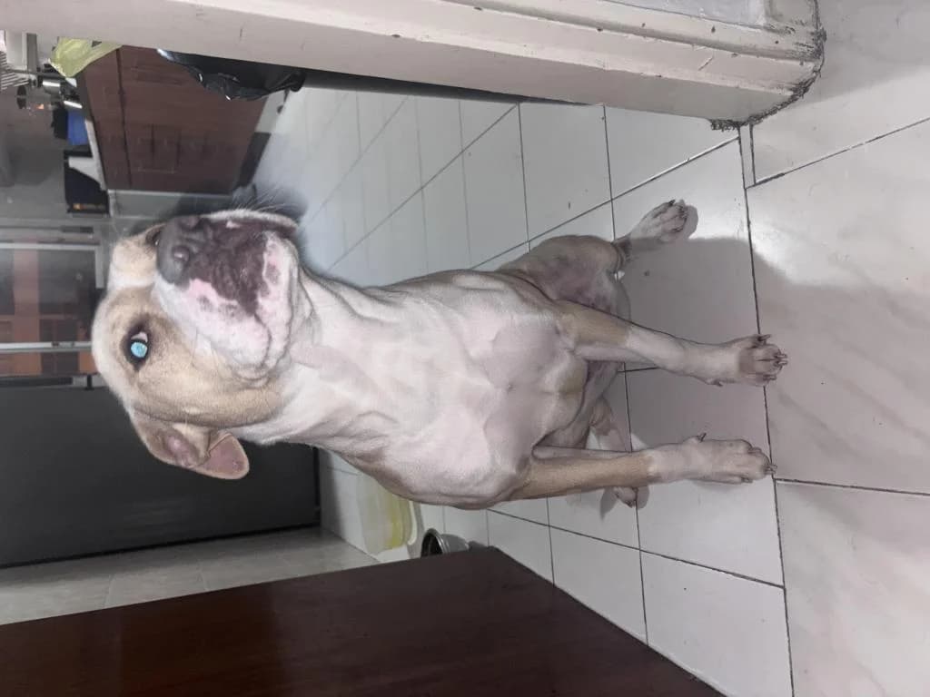 PETIFYC10206 photo 2