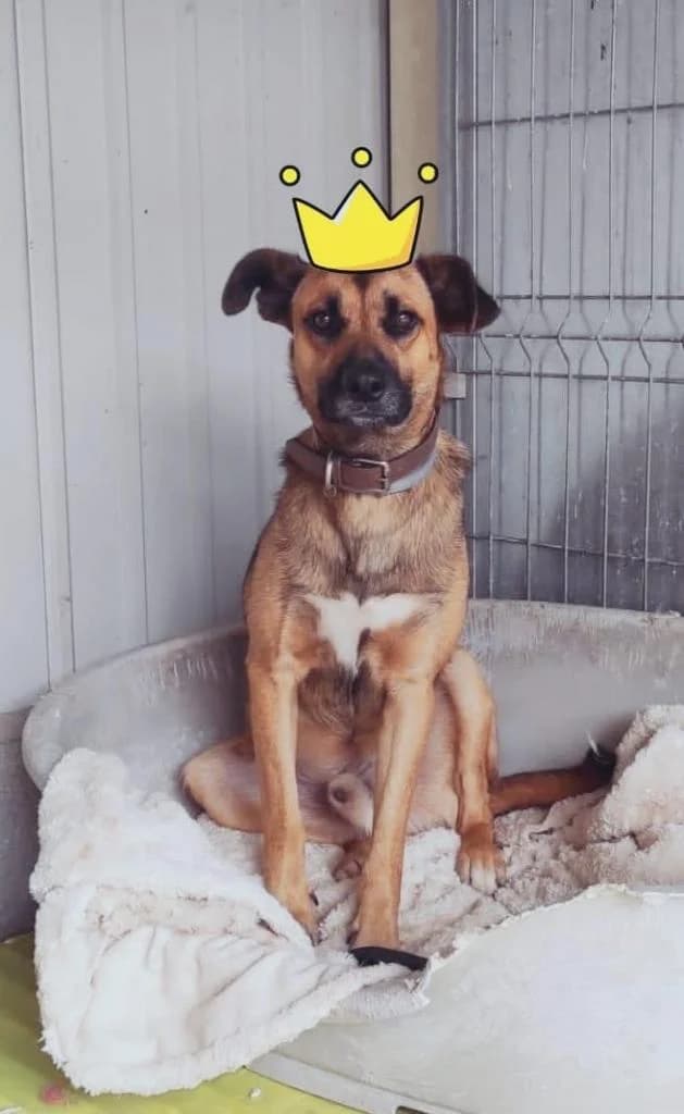 PETIFYC10206 photo 6