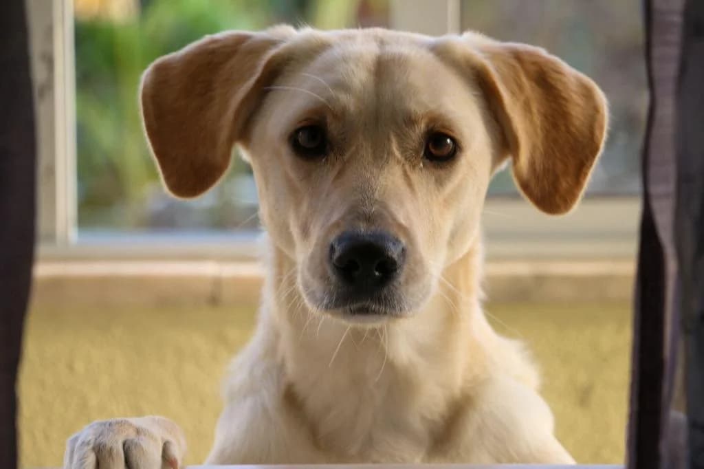 PETIFYC10206 photo 8