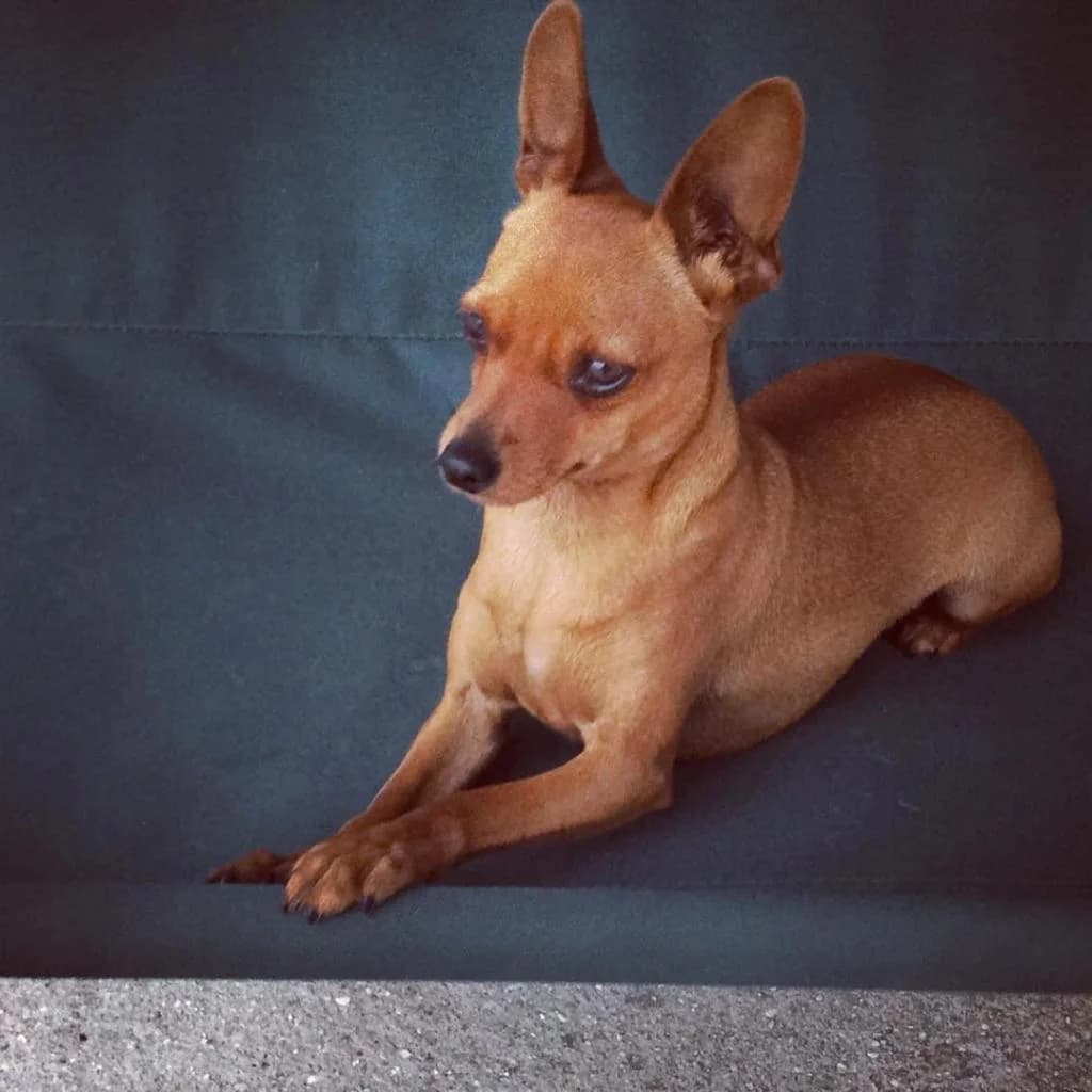 PETIFYC10235 photo 8