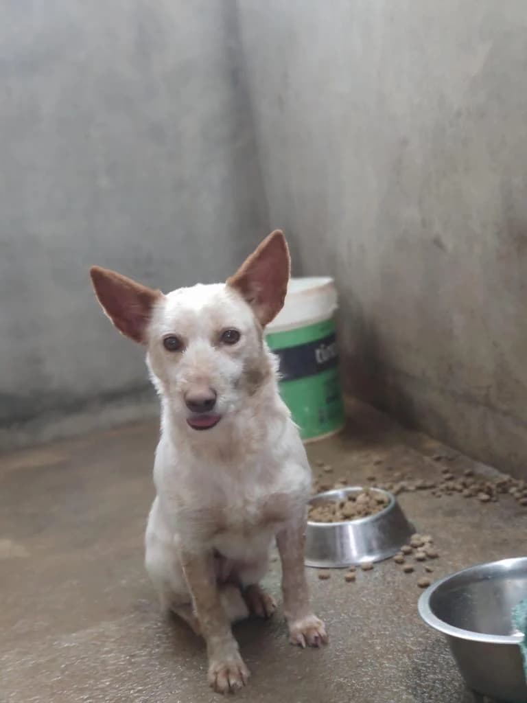 PETIFYC10243 photo 3