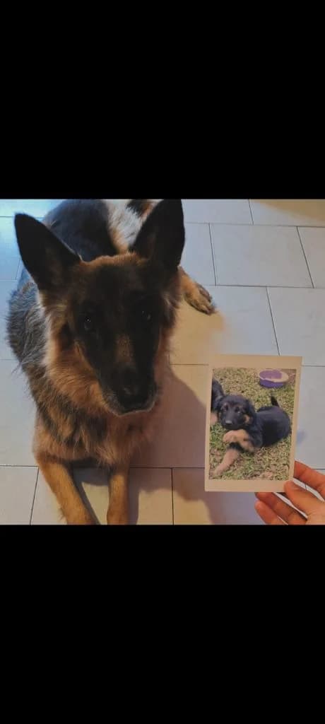 PETIFYC10279 photo 7