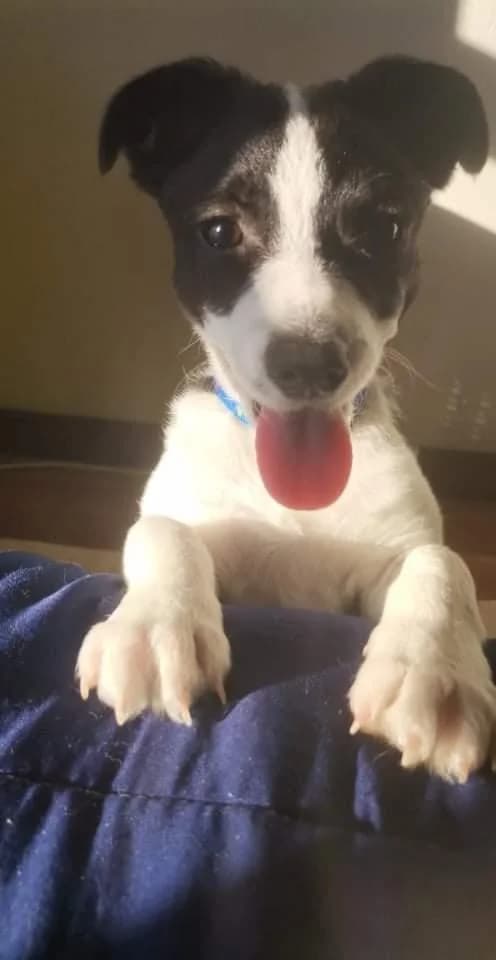 PETIFYC10279 photo 8