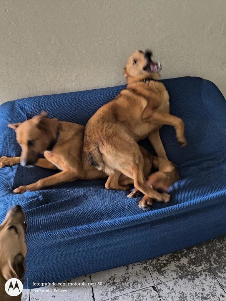 PETIFYC10282 photo 4