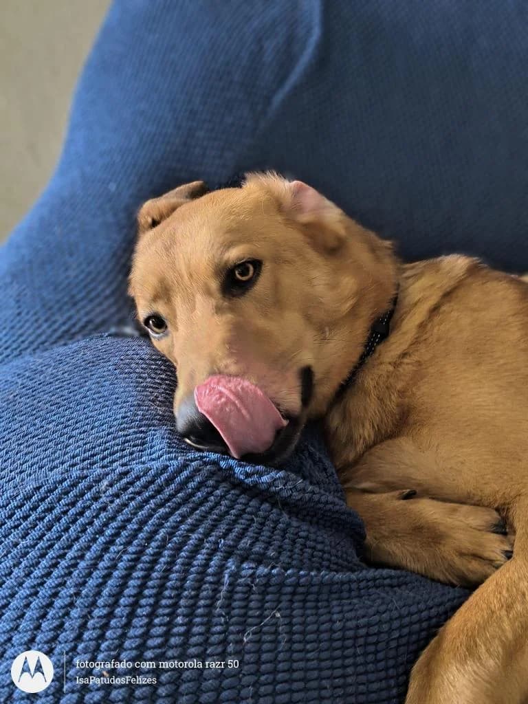 PETIFYC10282 photo 6