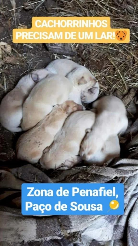 PETIFYC10287 photo 5