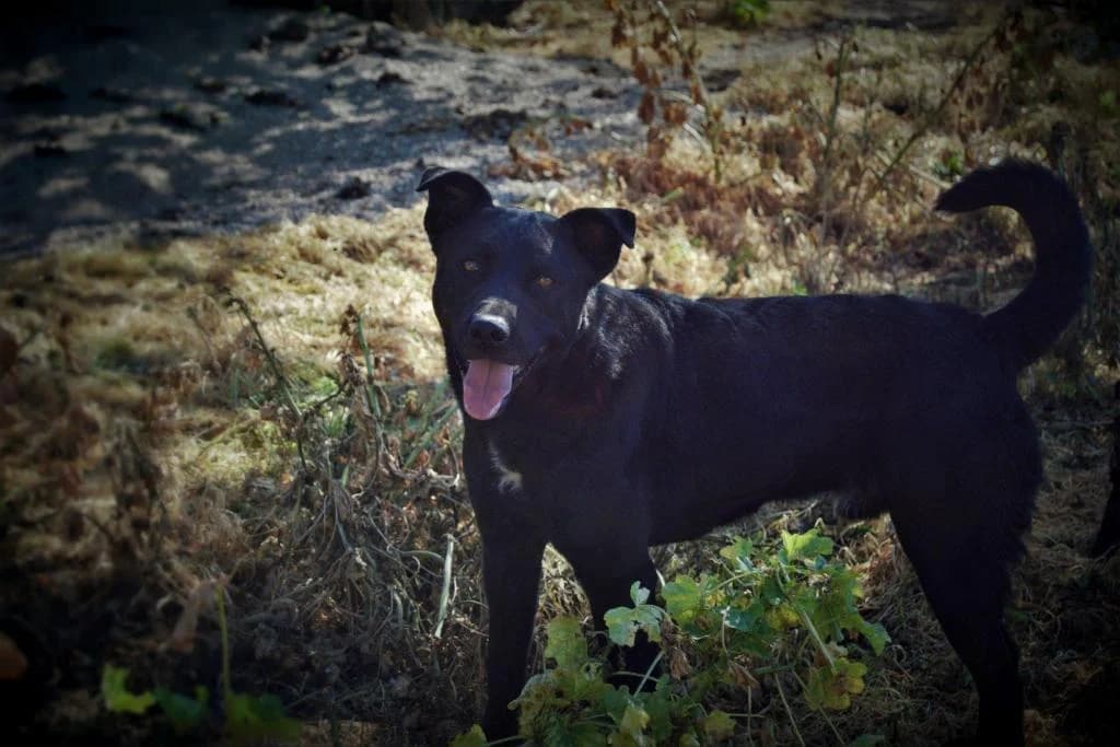 PETIFYC10298 photo 3