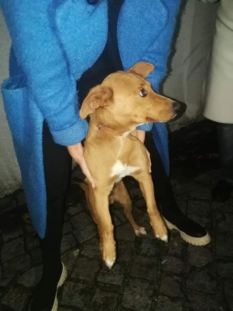 PETIFYC10298 photo 7