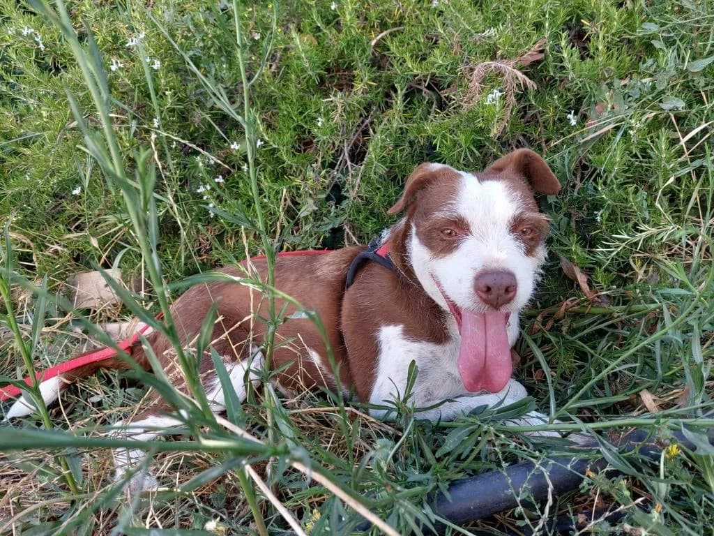 PETIFYC10303 photo 8