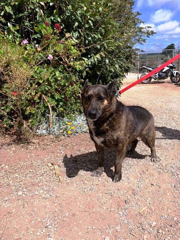 PETIFYC10304 photo 5